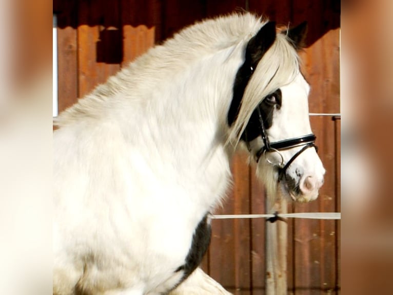 Tinker Klacz 15 lat 147 cm Srokata in Velpke