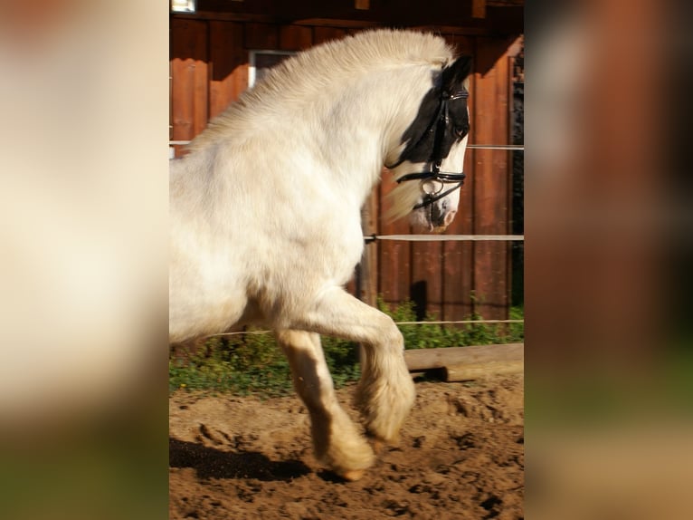 Tinker Klacz 15 lat 147 cm Srokata in Velpke