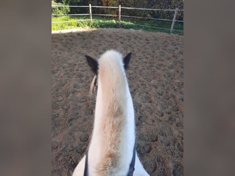 Tinker Klacz 15 lat 147 cm Srokata in Velpke