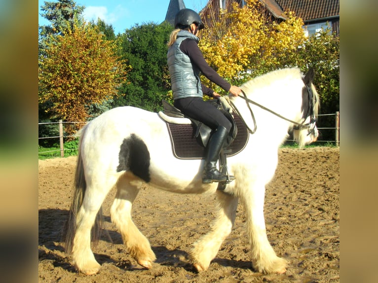 Tinker Klacz 15 lat 147 cm Srokata in Velpke