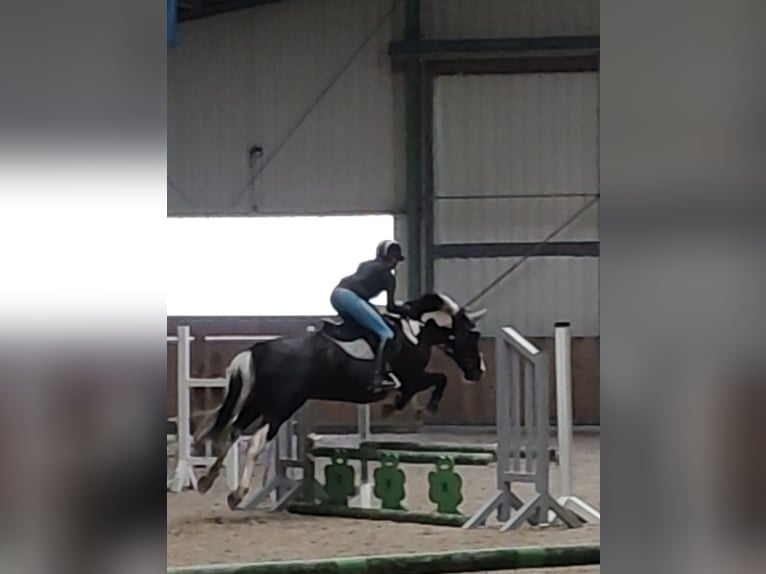 Tinker Mix Klacz 15 lat 151 cm Srokata in Moorweg