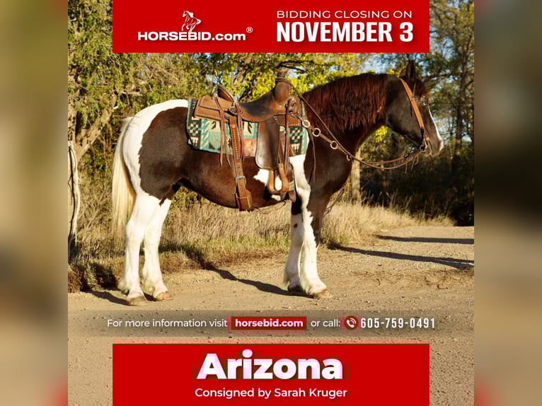 Tinker Mix Klacz 16 lat 142 cm in Brandon, SD