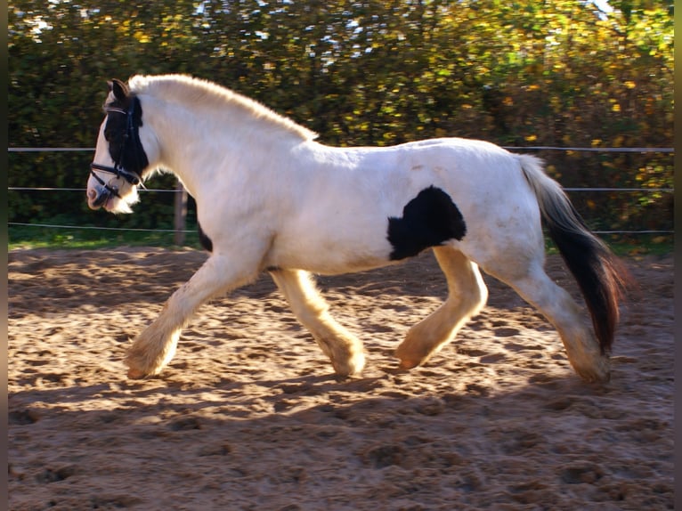 Tinker Klacz 16 lat 147 cm Srokata in Velpke