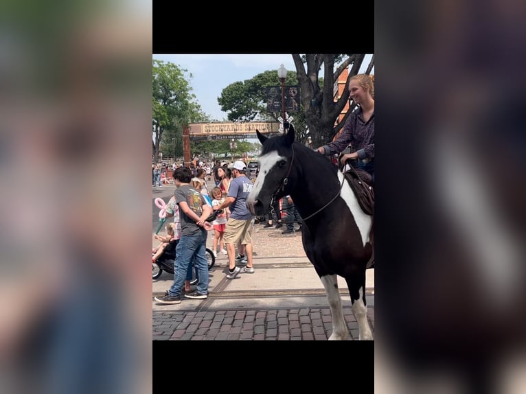 Tinker Klacz 18 lat 155 cm Tobiano wszelkich maści in Riverhead NY