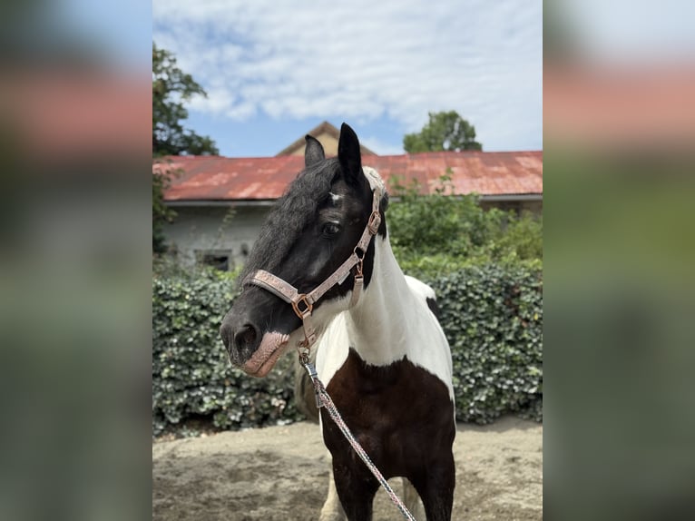 Tinker Mix Klacz 19 lat 152 cm Srokata in V&#xF6;sendorf