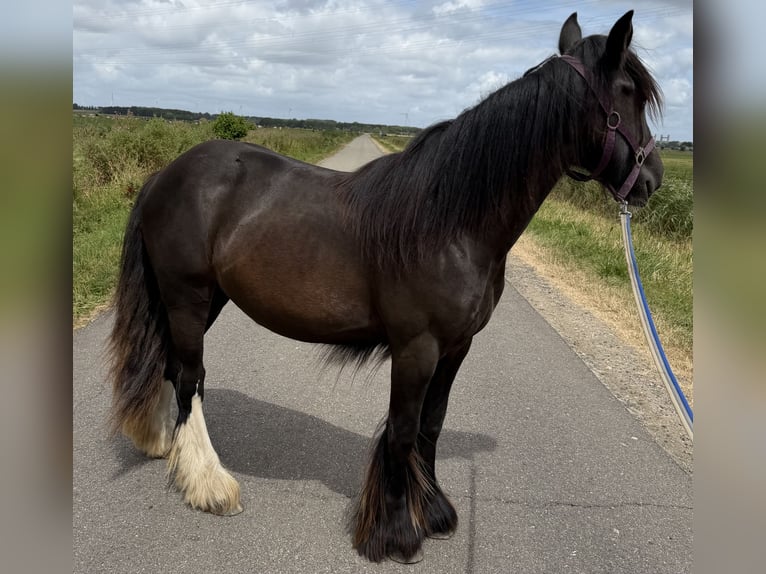 Tinker Klacz 1 Rok 140 cm Skarogniada in Zwartewaal