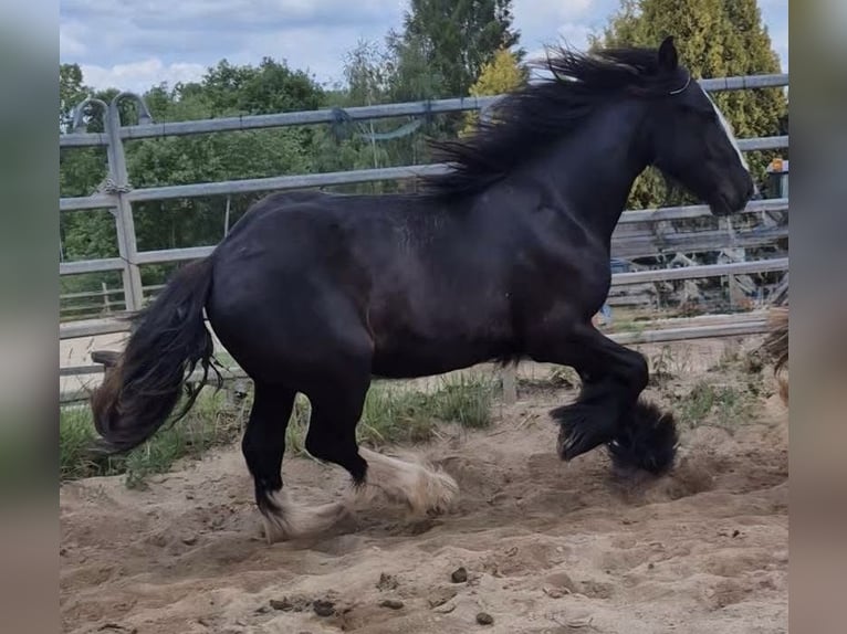 Tinker Klacz 1 Rok 140 cm Skarogniada in Zwartewaal
