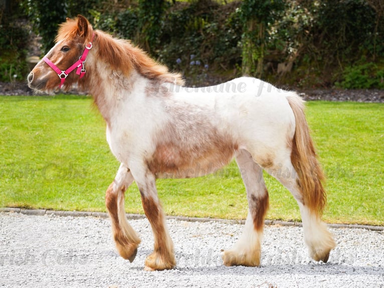 Tinker Klacz 1 Rok 150 cm Kasztanowatodereszowata in kerry