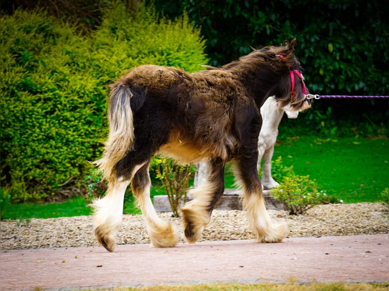 Tinker Klacz 1 Rok 151 cm  in kerry