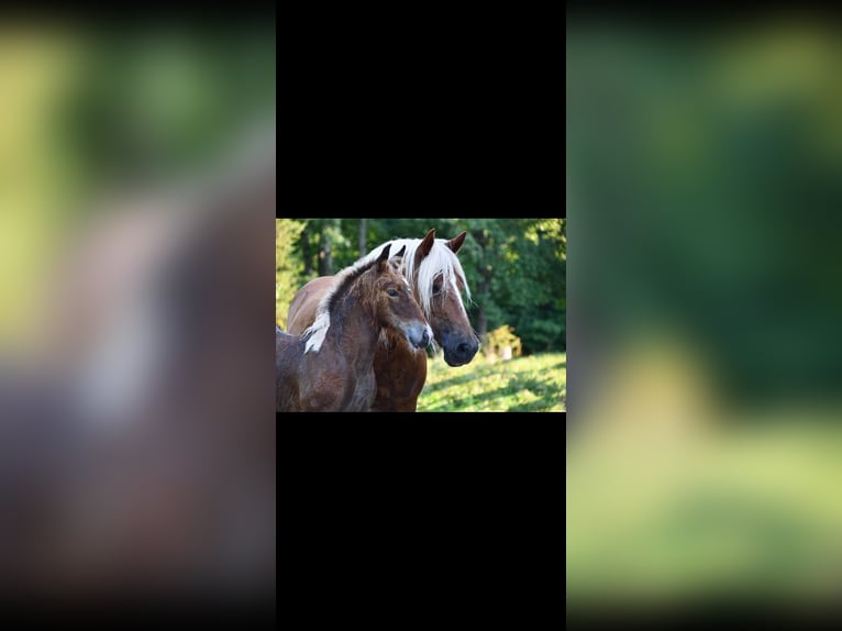 Tinker Mix Klacz 2 lat 142 cm Tobiano wszelkich maści in Queenstown