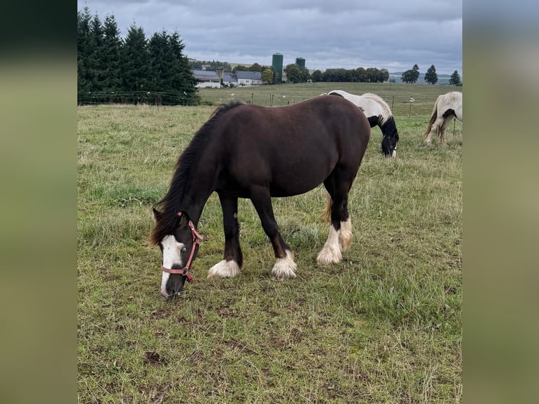 Tinker Klacz 2 lat 150 cm Srokata in Daleiden