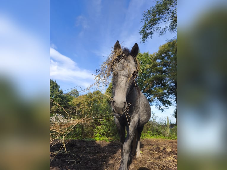 Tinker Klacz 3 lat 125 cm Siwa jabłkowita in Lathen