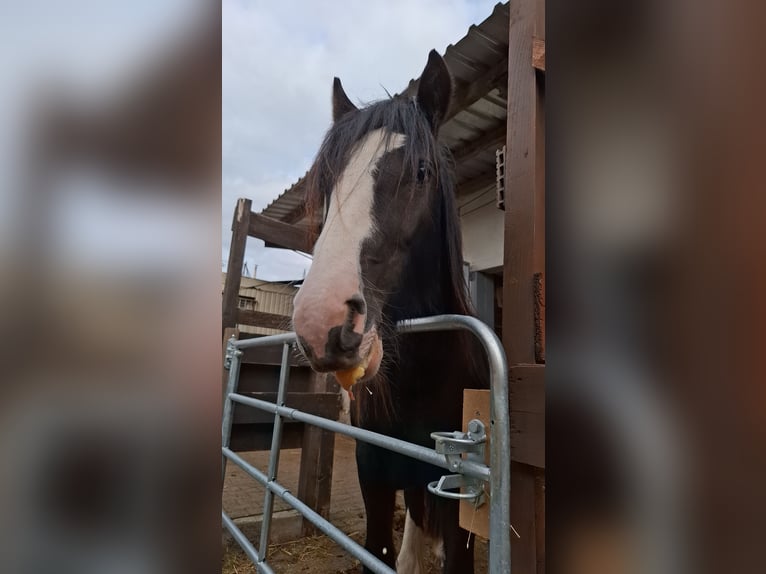 Tinker Klacz 3 lat 140 cm Kara in Lünen