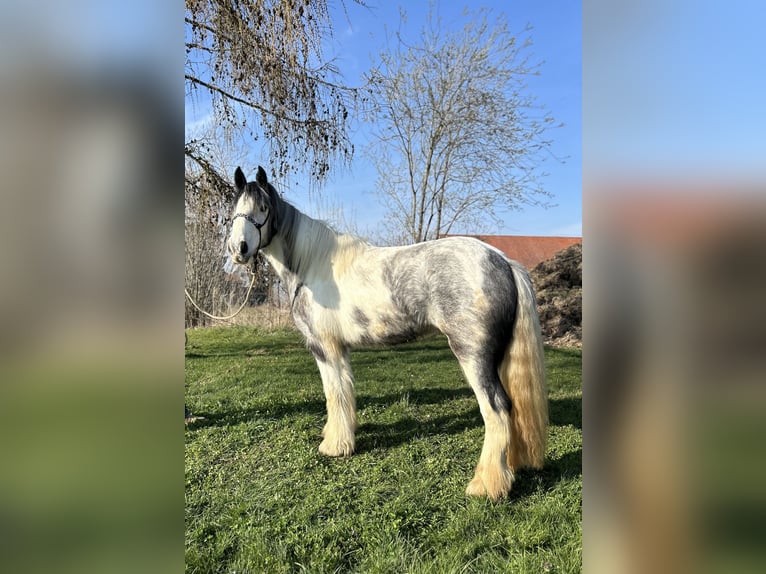 Tinker Klacz 3 lat 145 cm Srokata in Achstetten