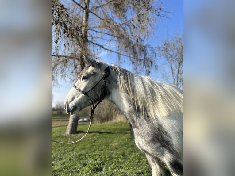 Tinker Klacz 3 lat 145 cm Srokata in Achstetten