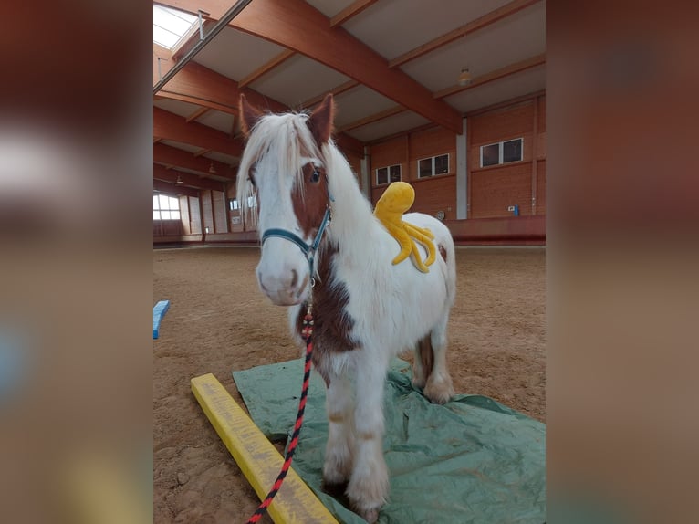 Tinker Klacz 3 lat 145 cm Srokata in Achstetten