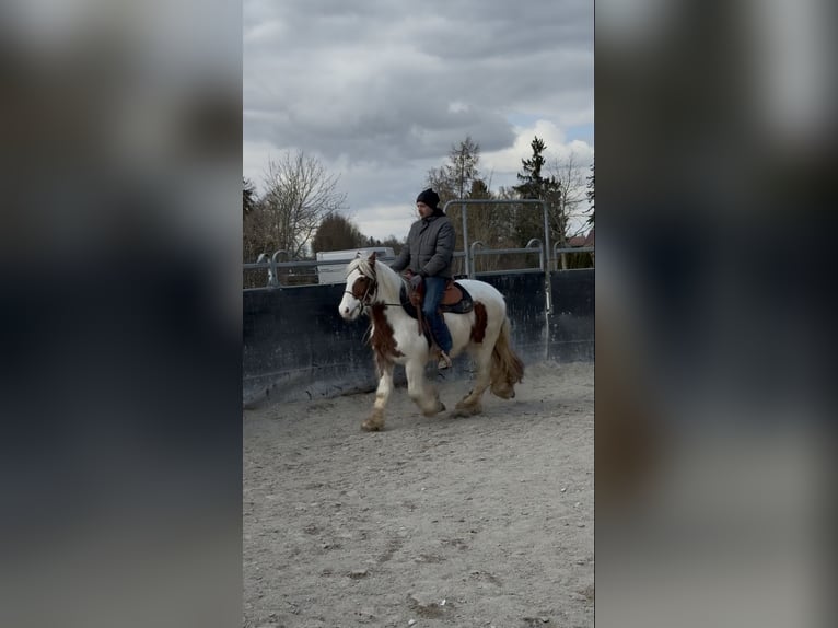 Tinker Klacz 3 lat 145 cm Srokata in Achstetten