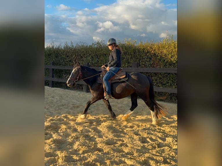 Tinker Klacz 3 lat 147 cm Kara in Daleiden