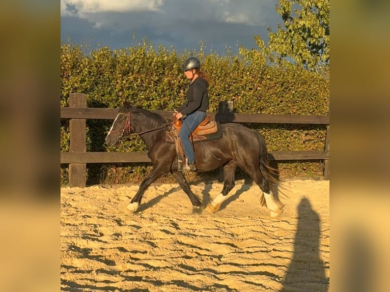 Tinker Klacz 3 lat 147 cm Kara in Daleiden