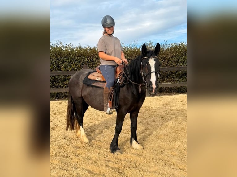 Tinker Klacz 3 lat 147 cm Kara in Daleiden