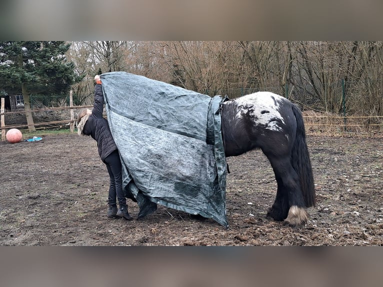 Tinker Klacz 3 lat 153 cm Tarantowata in Rathenow