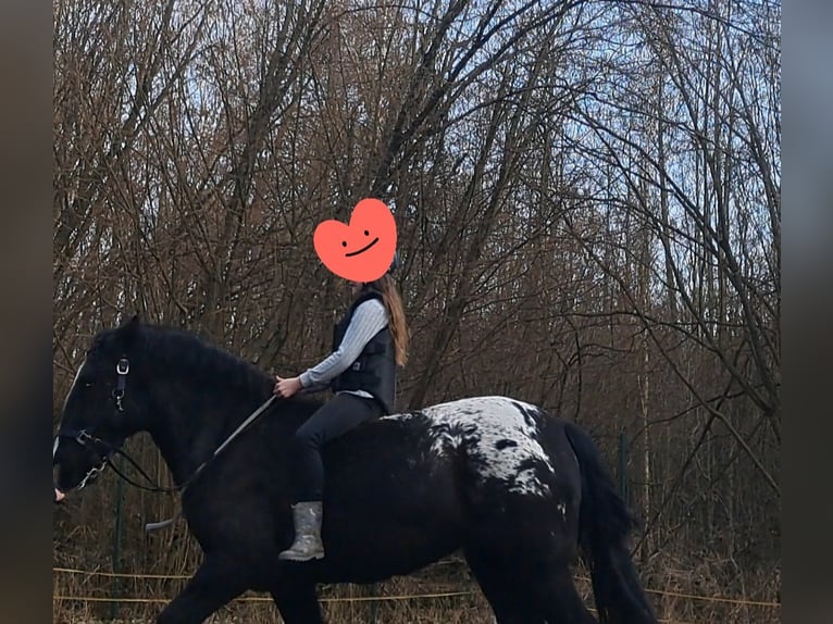 Tinker Klacz 3 lat 153 cm Tarantowata in Rathenow