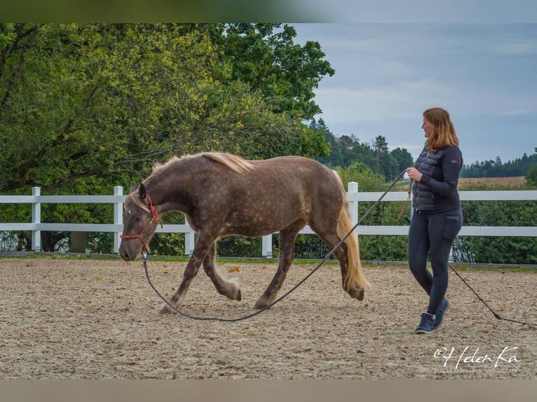 Tinker Mix Klacz 3 lat 160 cm  in Benešov