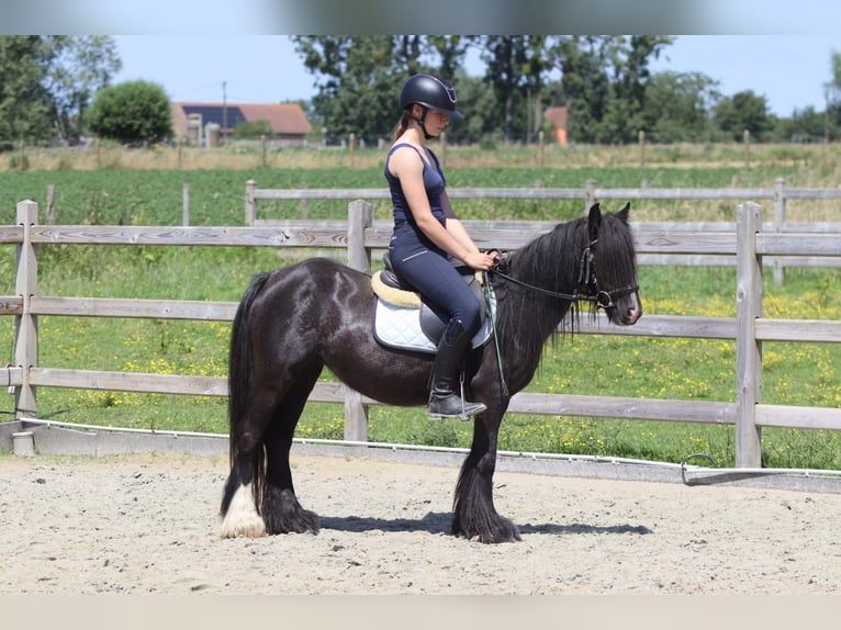 Tinker Klacz 4 lat 124 cm Kara in Pepingen