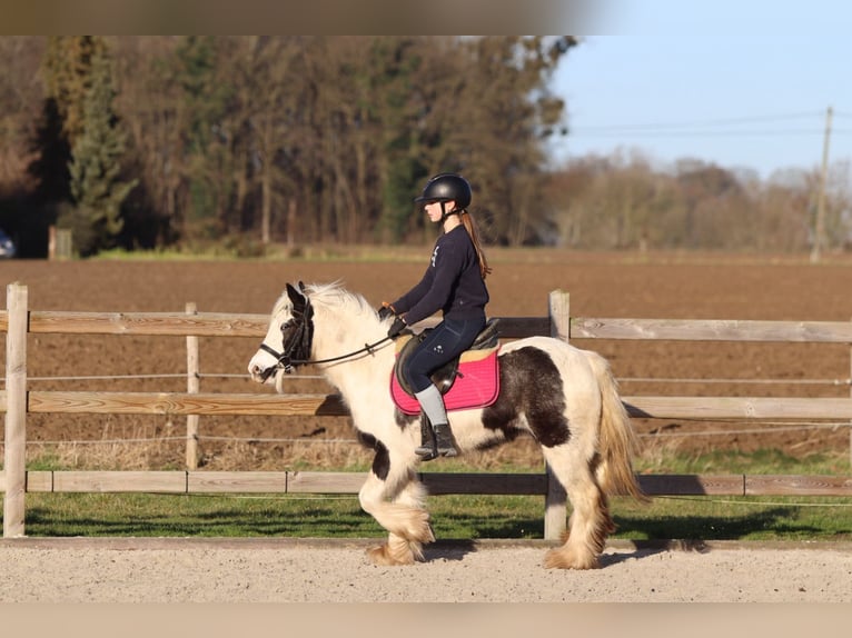 Tinker Klacz 4 lat 130 cm Srokata in Bogaarden