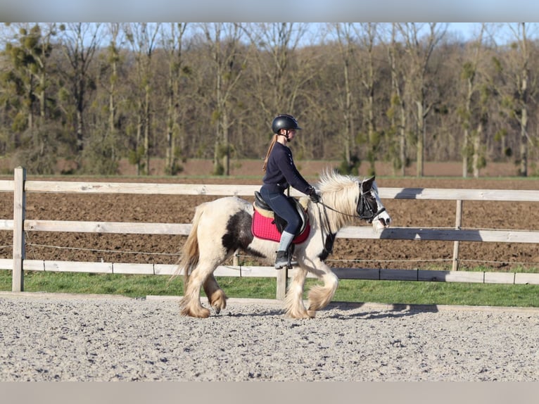 Tinker Klacz 4 lat 130 cm Srokata in Bogaarden