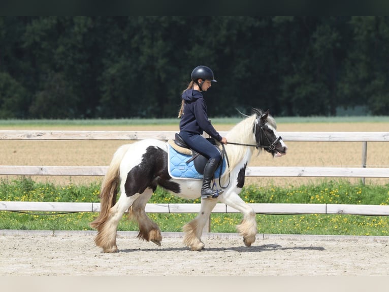 Tinker Klacz 4 lat 132 cm Srokata in Bogaarden