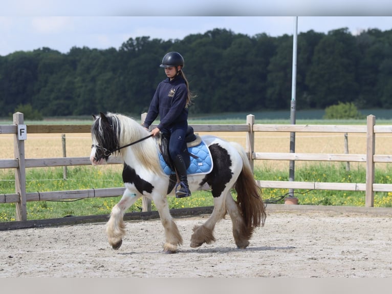 Tinker Klacz 4 lat 132 cm Srokata in Bogaarden