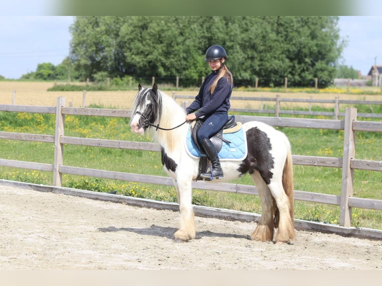Tinker Klacz 4 lat 132 cm Srokata in Bogaarden
