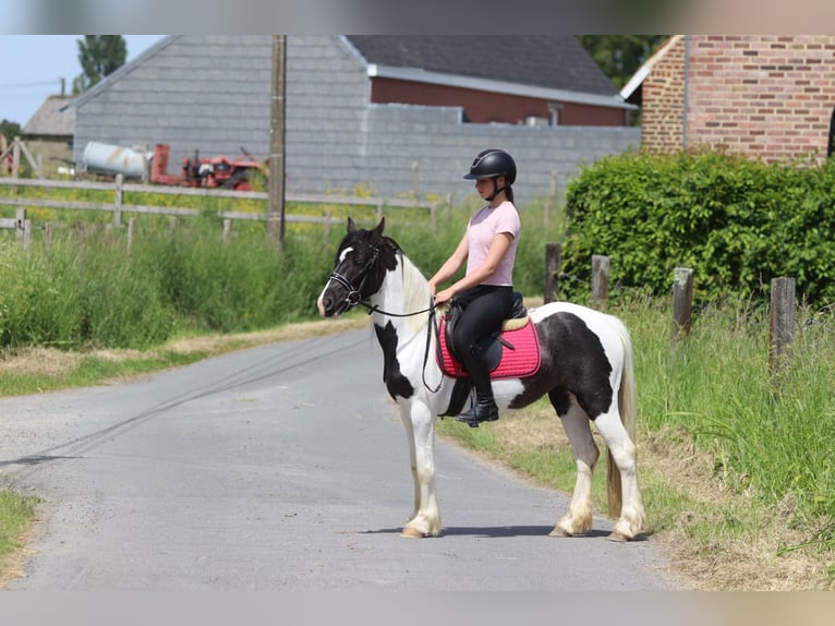Tinker Klacz 4 lat 132 cm Srokata in Pepingen