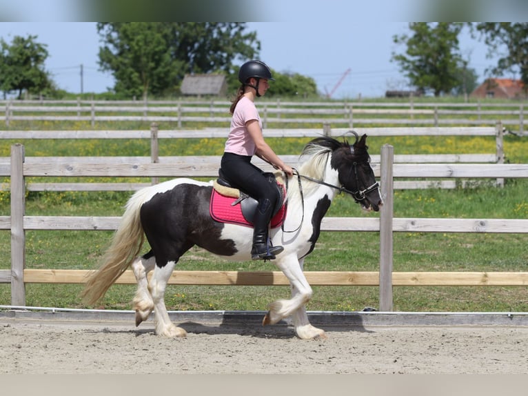 Tinker Klacz 4 lat 132 cm Srokata in Pepingen