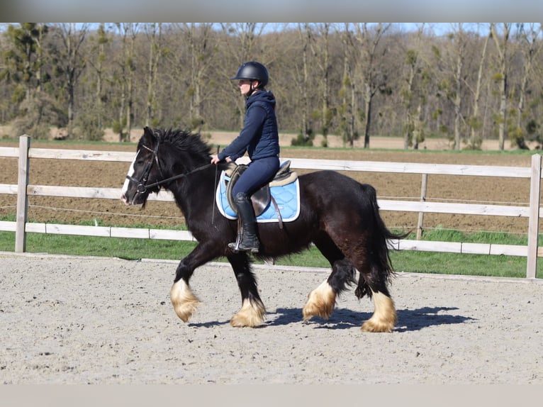 Tinker Klacz 4 lat 133 cm Kara in Pepingen