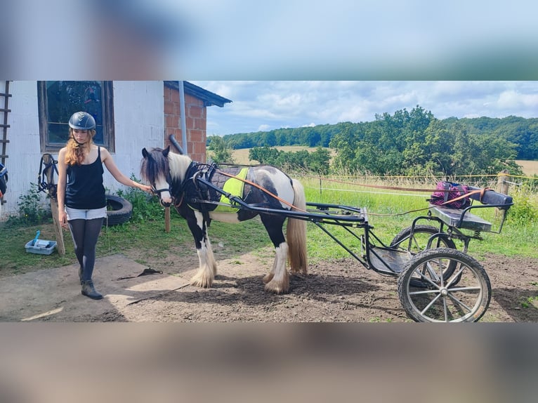Tinker Mix Klacz 4 lat 135 cm Tobiano wszelkich maści in Holzen