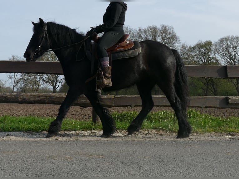 Tinker Klacz 4 lat 138 cm Kara in Lathen