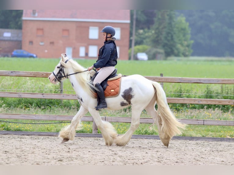 Tinker Klacz 4 lat 138 cm Karodereszowata in Bogaarden
