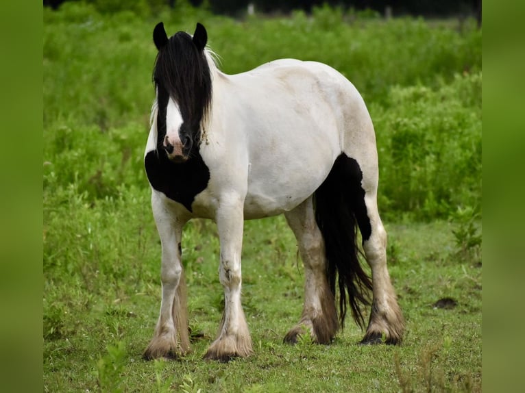 Tinker Klacz 4 lat 142 cm Tobiano wszelkich maści in East Canton