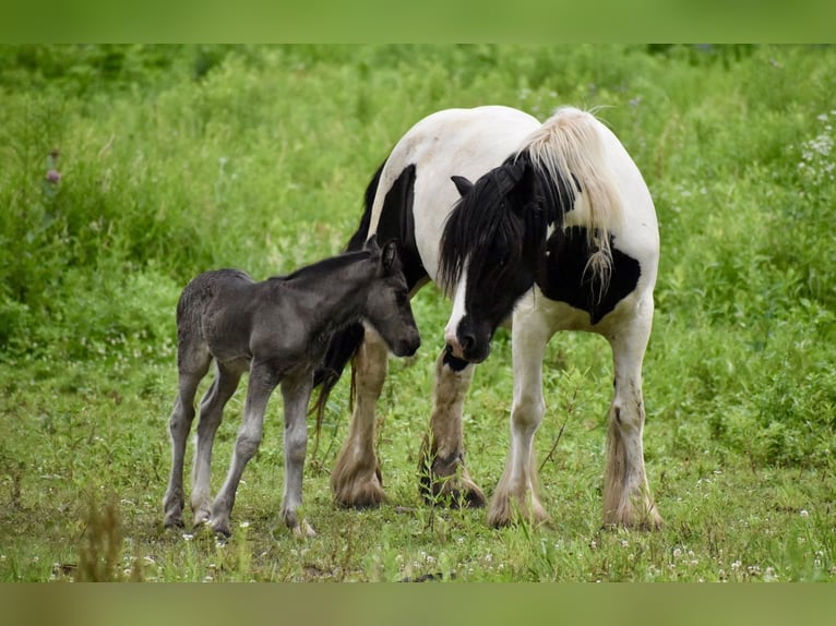 Tinker Klacz 4 lat 142 cm Tobiano wszelkich maści in East Canton