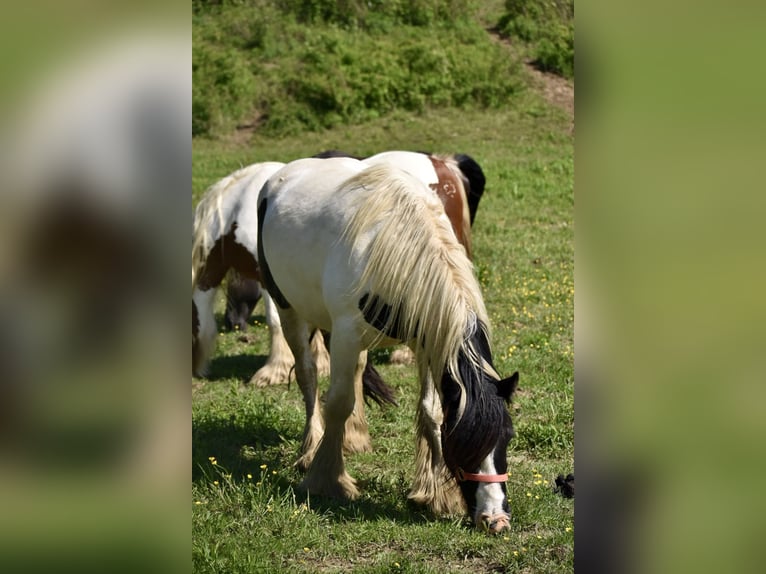 Tinker Klacz 4 lat 142 cm Tobiano wszelkich maści in East Canton