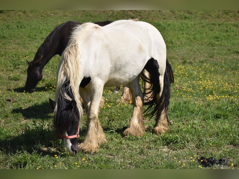 Tinker Klacz 4 lat 142 cm Tobiano wszelkich maści in East Canton