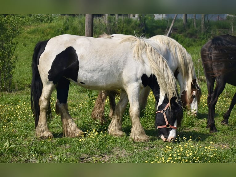 Tinker Klacz 4 lat 142 cm Tobiano wszelkich maści in East Canton