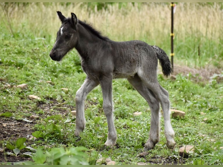 Tinker Klacz 4 lat 142 cm Tobiano wszelkich maści in East Canton
