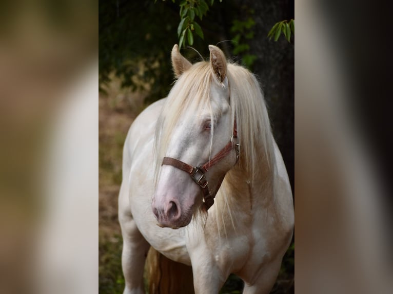 Tinker Klacz 4 lat 142 cm Tobiano wszelkich maści in East Canton