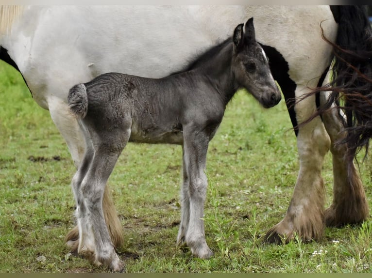 Tinker Klacz 4 lat 142 cm Tobiano wszelkich maści in East Canton