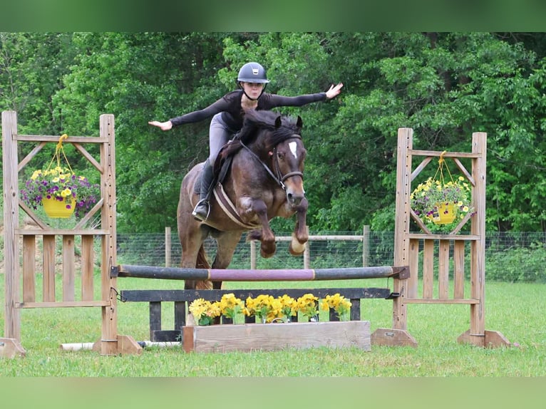 Tinker Klacz 4 lat 145 cm Gniada in Howell, MI