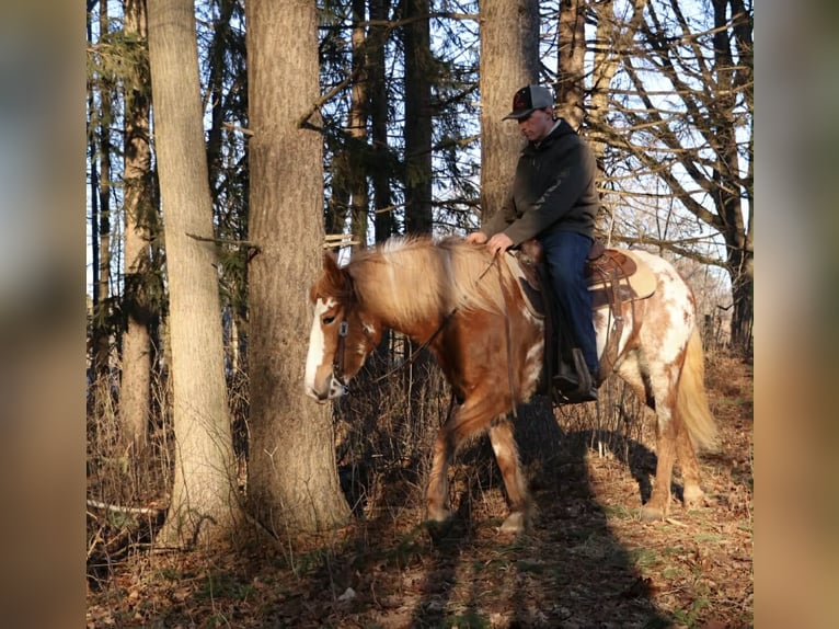 Tinker Klacz 4 lat 145 cm Srokata in Howell