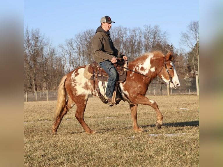 Tinker Klacz 4 lat 145 cm Srokata in Howell